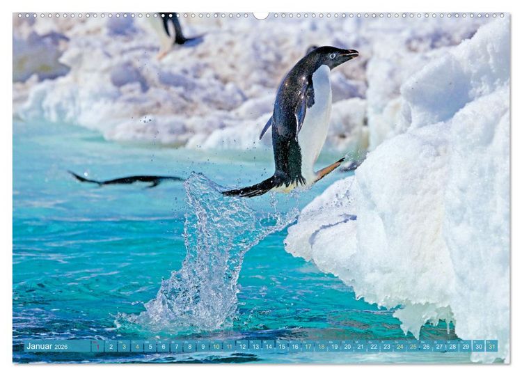 Produktbild: Pinguine: Gehupft wie gesprungen (hochwertiger Premium Wandkalender 2026 DIN A2 quer), Kunstdruck in Hochglanz