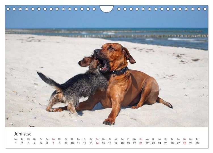 Produktbild: Ridgebacks - Hunde aus Afrika (Wandkalender 2026 DIN A4 quer), CALVENDO Monatskalender