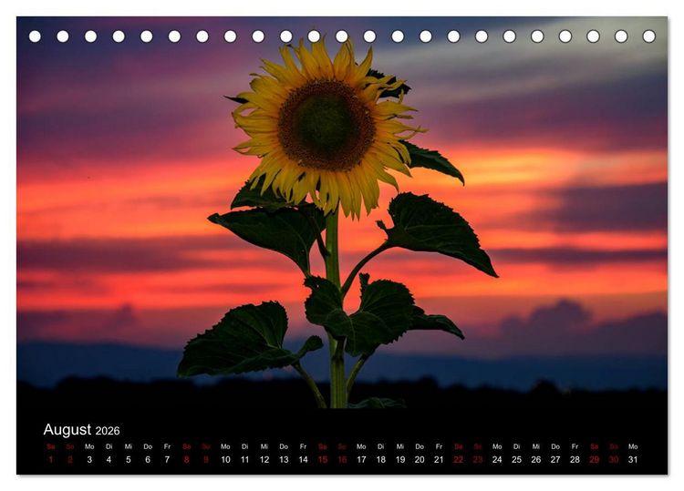 Produktbild: Blumen der Sonne (Tischkalender 2026 DIN A5 quer), CALVENDO Monatskalender