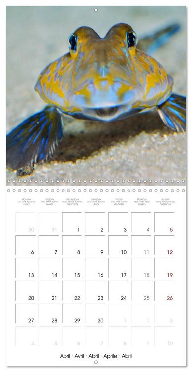 Produktbild: Fish magic (Wall Calendar 2026 12 &times; 12 Inch) CALVENDO 12 Month Wall Calendar