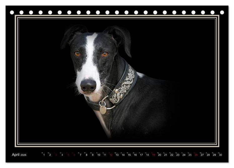 Produktbild: Galgo Espa&ntilde;ol 2026- Der spanische Windhund (Tischkalender 2026 DIN A5 quer), CALVENDO Monatskalender