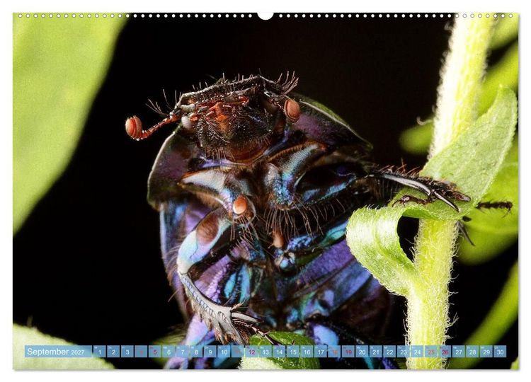 Produktbild: INSEKTENGESICHTER (hochwertiger Premium Wandkalender 2027 DIN A2 quer), Kunstdruck in Hochglanz