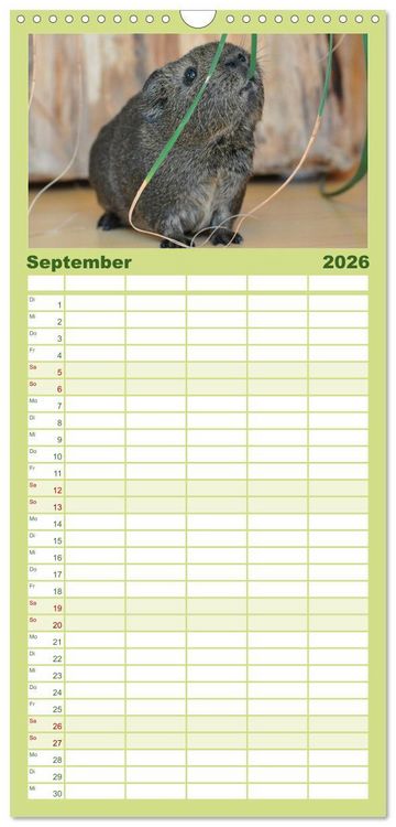 Produktbild: Familienplaner 2026 - Meerschweinchen Niedliche Herzensbrecher mit 5 Spalten (Wandkalender, 21 x 45 cm) CALVENDO