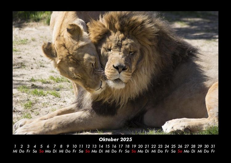 Produktbild: L&ouml;wen in der Wildnis 2025 Fotokalender DIN A3