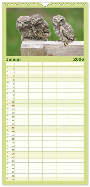Produktbild: Familienplaner 2026 - Steink&auml;uze (Athene noctua) mit 5 Spalten (Wandkalender, 21 x 45 cm) CALVENDO