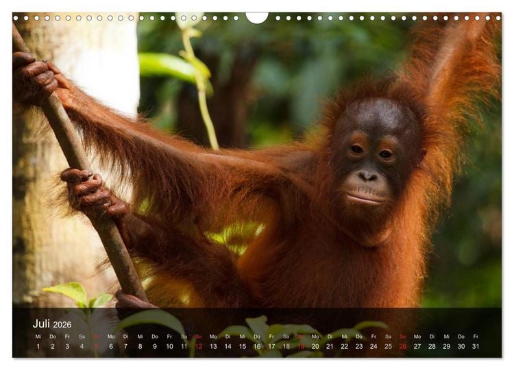 Produktbild: Menschenaffen. Gorillas, Schimpansen, Orang-Utans (Wandkalender 2026 DIN A3 quer), CALVENDO Monatskalender