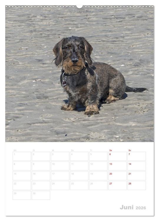 Produktbild: Der Dackel (M)ein treuer Weggef&auml;hrte (hochwertiger Premium Wandkalender 2026 DIN A2 hoch), Kunstdruck in Hochglanz
