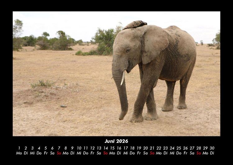 Produktbild: Der Elefantenkalender 2026 Fotokalender DIN A3