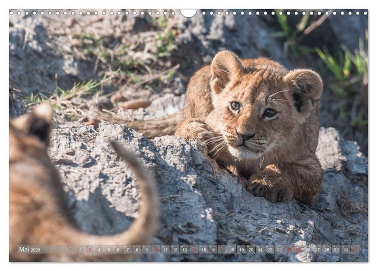 Produktbild: L&ouml;wen - Raubkatzen Afrikas (Wandkalender 2026 DIN A3 quer), CALVENDO Monatskalender