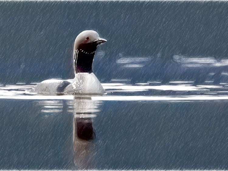 Produktbild: CALVENDO Puzzle Arktischer Prachttaucher, Moray Firth | 1000 Teile Lege-Gr&ouml;&szlig;e 64x48cm Foto-Puzzle f&uuml;r gl&uuml;ckliche Stunden