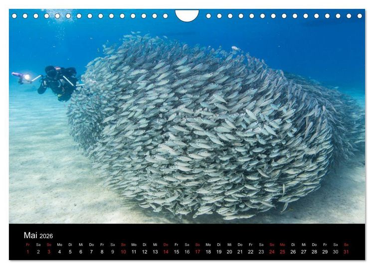 Produktbild: Tanz der Fische (Wandkalender 2026 DIN A4 quer), CALVENDO Monatskalender