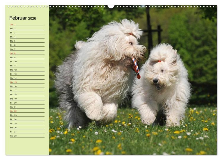 Produktbild: Traumhund Bobtail (hochwertiger Premium Wandkalender 2026 DIN A2 quer), Kunstdruck in Hochglanz