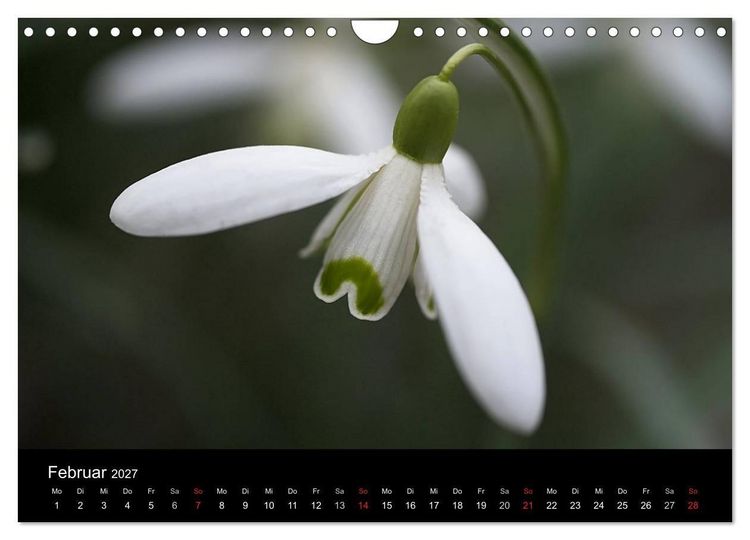 Produktbild: Blumige Farben (Wandkalender 2027 DIN A4 quer), CALVENDO Monatskalender