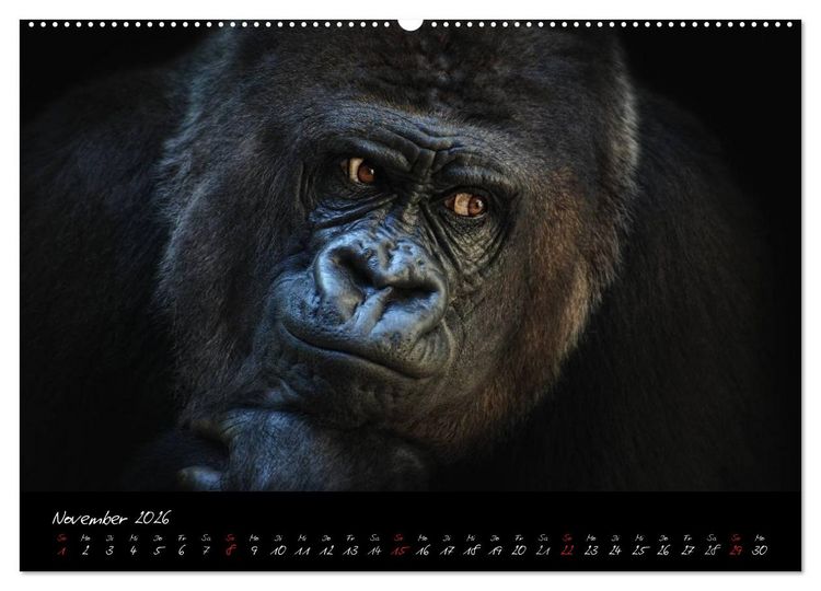 Produktbild: Gorilla (Wandkalender 2026 DIN A2 quer), CALVENDO Monatskalender