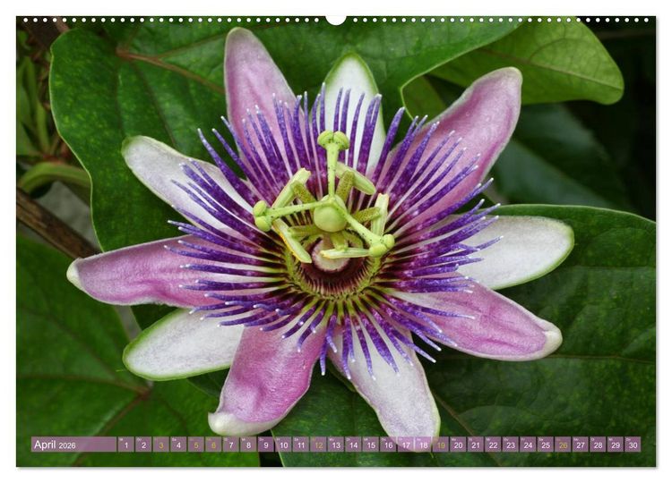 Produktbild: Flower Power - Zauberhafte K&uuml;belpflanzen (Wandkalender 2026 DIN A2 quer), CALVENDO Monatskalender