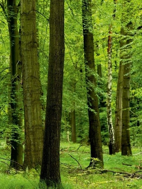 Produktbild: CALVENDO Puzzle Sommergr&uuml;ner Wald | 1000 Teile Lege-Gr&ouml;&szlig;e 64x48cm Foto-Puzzle f&uuml;r gl&uuml;ckliche Stunden