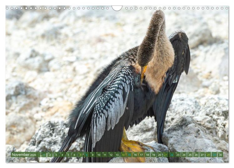 Produktbild: Waldstorch und Anhinga (Wandkalender 2026 DIN A3 quer), CALVENDO Monatskalender