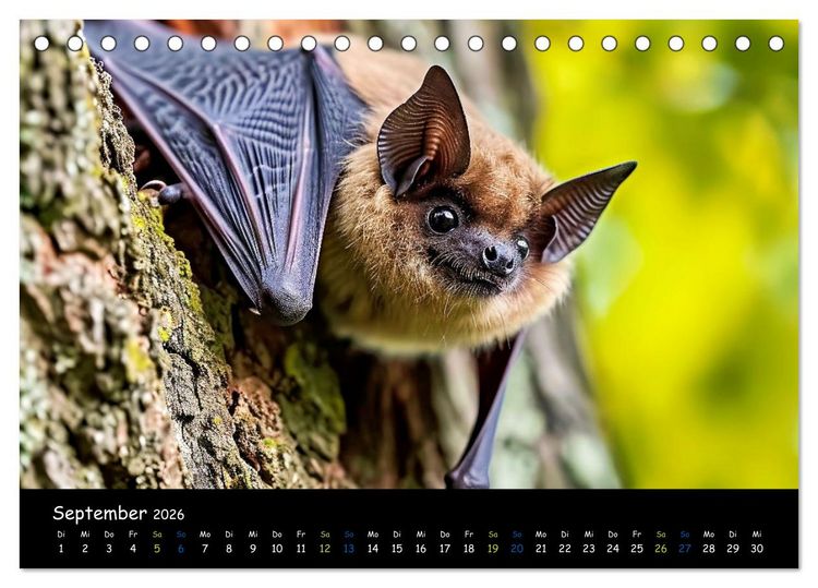 Produktbild: Flederm&auml;use - kleine Vampire (Tischkalender 2026 DIN A5 quer), CALVENDO Monatskalender