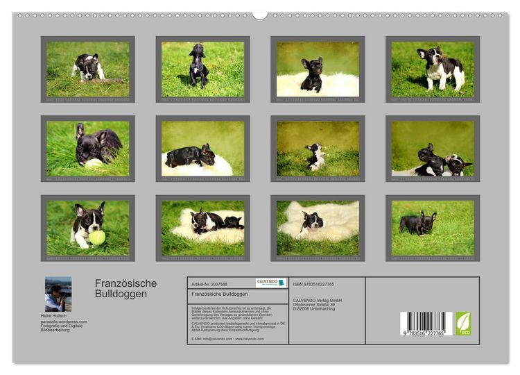 Produktbild: Franz&ouml;sische Bulldoggen (hochwertiger Premium Wandkalender 2026 DIN A2 quer), Kunstdruck in Hochglanz