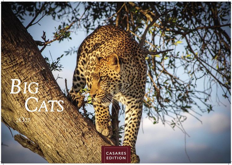 Produktbild: Big Cats Kalender 2027 &ndash; Wandkalender | Fotokalender Tierkalender 35x50cm &ndash; Wundersch&ouml;ner Gro&szlig;katzen-. mit beeindruckenden Fotos von Tiger| L&ouml;wen | Jaguar | Gepard | Luchs | Puma.