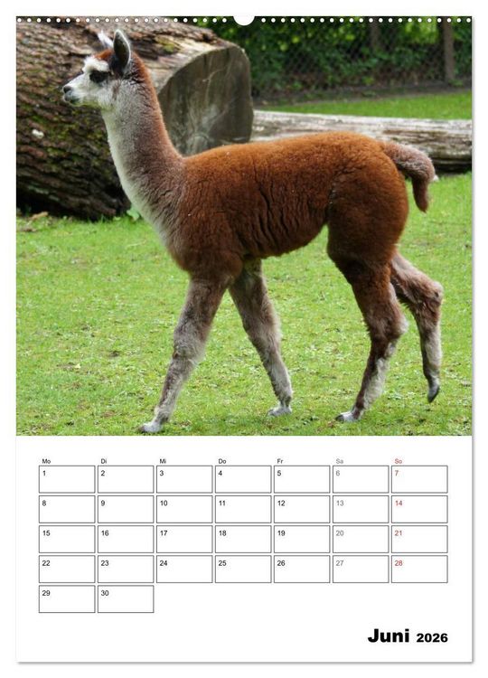 Produktbild: Alpaka und Lama Terminplaner (hochwertiger Premium Wandkalender 2026 DIN A2 hoch), Kunstdruck in Hochglanz