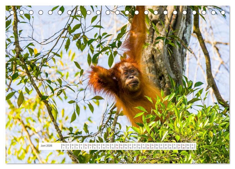 Produktbild: Gunung Leuser Nationalpark und seine Orang Utans (Tischkalender 2026 DIN A5 quer), CALVENDO Monatskalender
