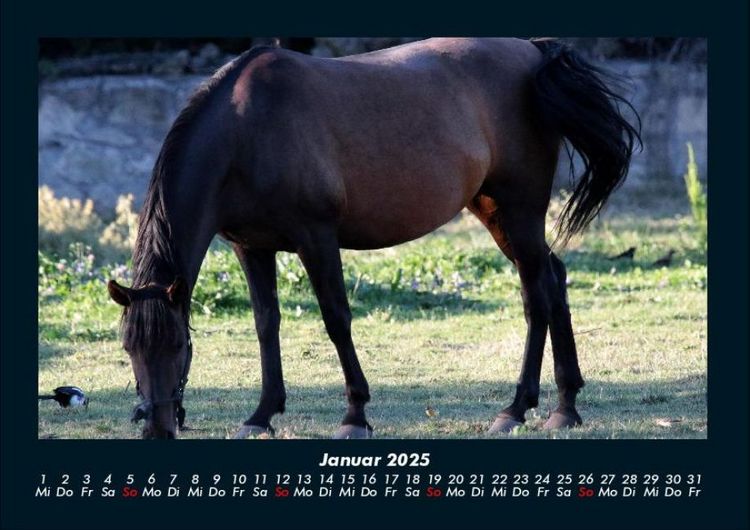 Produktbild: Die Welt der Pferde 2025 Fotokalender DIN A4