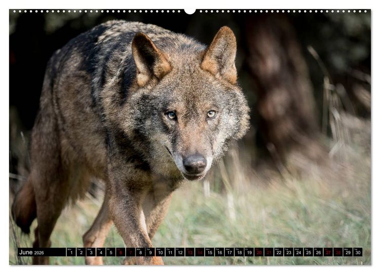 Produktbild: Wolves, Wild Spirits (High Quality Premium Wall Calendar 2026 DIN A2 landscape),CALVENDO 12 Month Wall Calendar