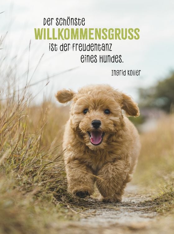 Produktbild: Hunde sind die besten Freunde