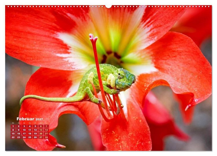 Produktbild: Cham&auml;leon: Die farbenfrohe Welt der Reptilien (Wandkalender 2027 DIN A2 quer), CALVENDO Monatskalender