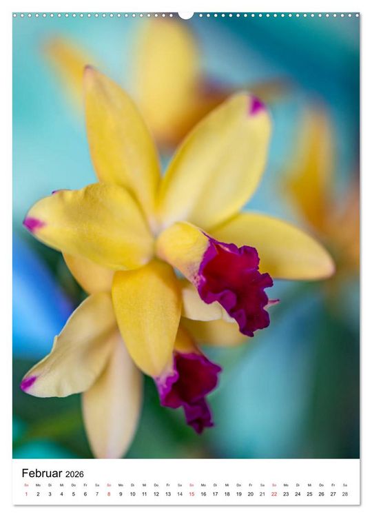Produktbild: Orchideen (hochwertiger Premium Wandkalender 2026 DIN A2 hoch), Kunstdruck in Hochglanz