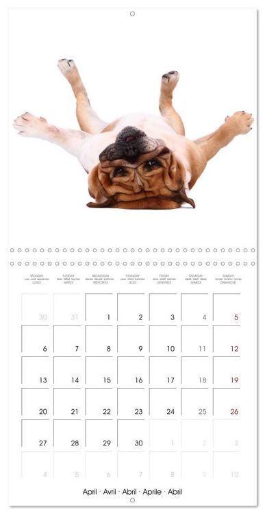 Produktbild: Cute Funny Dogs (Wall Calendar 2026 12 &times; 12 Inch) CALVENDO 12 Month Wall Calendar