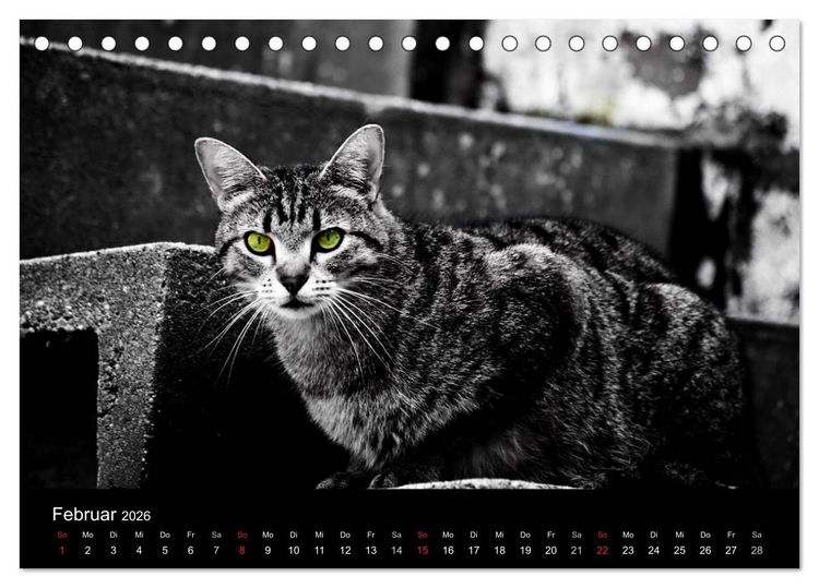 Produktbild: Farbtupfer (Tischkalender 2026 DIN A5 quer), CALVENDO Monatskalender