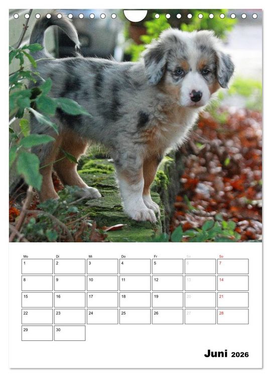 Produktbild: Australian Shepherd (Wandkalender 2026 DIN A4 hoch), CALVENDO Monatskalender