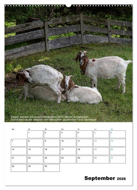Produktbild: Liebenswerte Landtiere (Wandkalender 2026 DIN A2 hoch), CALVENDO Monatskalender
