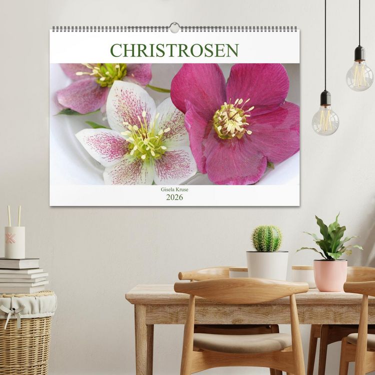 Produktbild: Christrosen (Wandkalender 2026 DIN A2 quer), CALVENDO Monatskalender