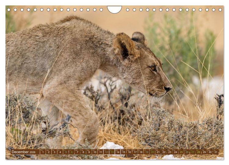 Produktbild: Lions of Southern Africa (Wall Calendar 2026 DIN A4 landscape), CALVENDO 12 Month Wall Calendar