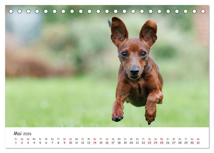 Produktbild: Zwergpinscher Sally&lsquo;s erstes Jahr (Tischkalender 2026 DIN A5 quer), CALVENDO Monatskalender