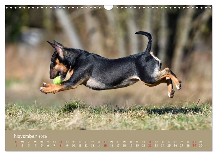 Produktbild: Einmal Bullterrier - immer Bullterrier (Wandkalender 2026 DIN A3 quer), CALVENDO Monatskalender
