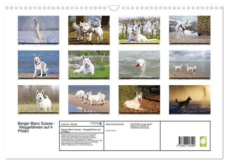 Produktbild: Berger Blanc Suisse - Weggef&auml;hrten auf 4 Pfoten (Wandkalender 2026 DIN A3 quer), CALVENDO Monatskalender