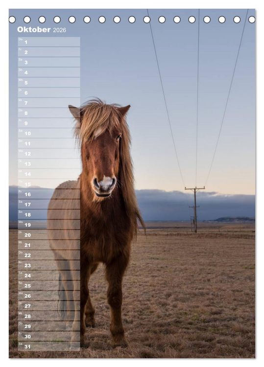 Produktbild: Mein ISLANDPFERDE Planer - Geburtstage, Hof-Feste, Turniere (Tischkalender 2026 DIN A5 hoch), CALVENDO Monatskalender