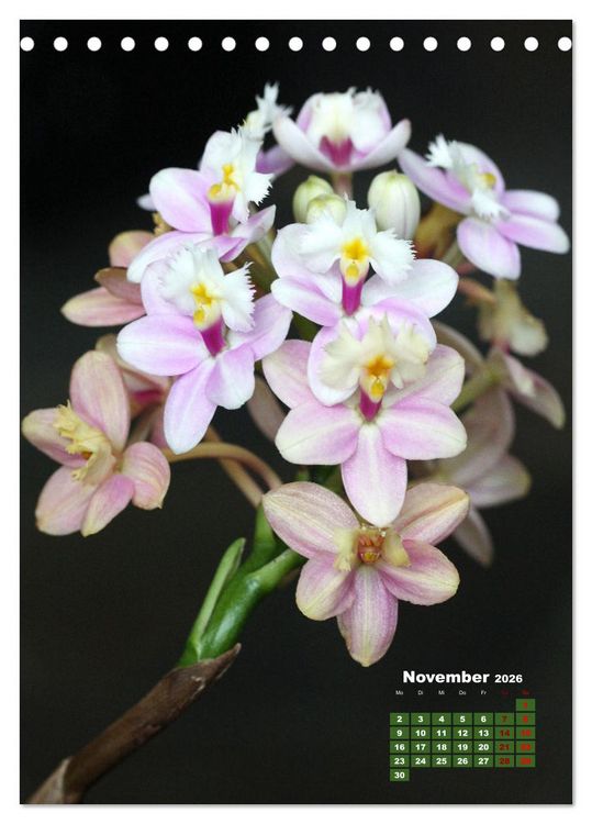 Produktbild: Traumhafte Orchideen (Tischkalender 2026 DIN A5 hoch), CALVENDO Monatskalender