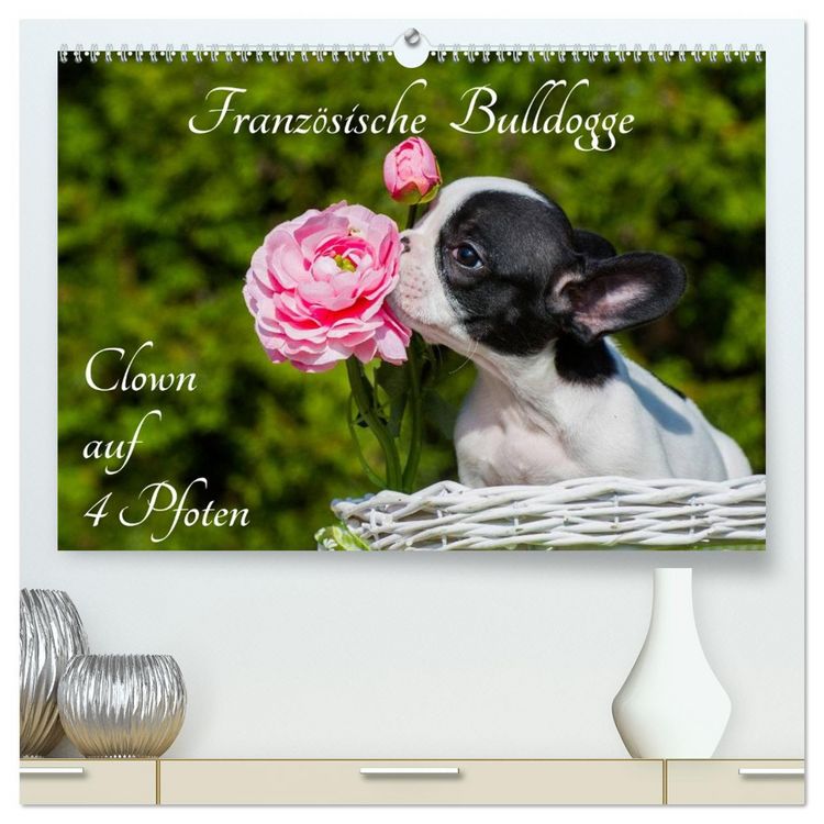 Produktbild: Franz&ouml;sische Bulldogge - Clown auf 4 Pfoten (hochwertiger Premium Wandkalender 2026 DIN A2 quer), Kunstdruck in Hochglanz