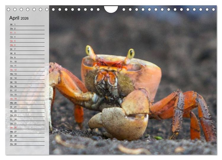 Produktbild: Krabben. Witzige Monster (Wandkalender 2026 DIN A4 quer), CALVENDO Monatskalender