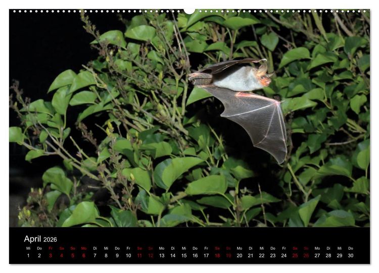 Produktbild: Flederm&auml;use - J&auml;ger der Nacht (Wandkalender 2026 DIN A2 quer), CALVENDO Monatskalender