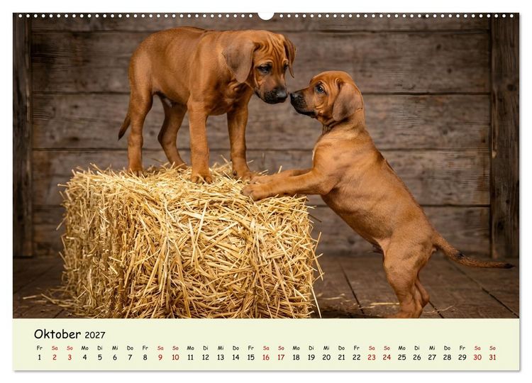 Produktbild: Rhodesian Ridgeback - Welpenzauber (Wandkalender 2027 DIN A2 quer), CALVENDO Monatskalender