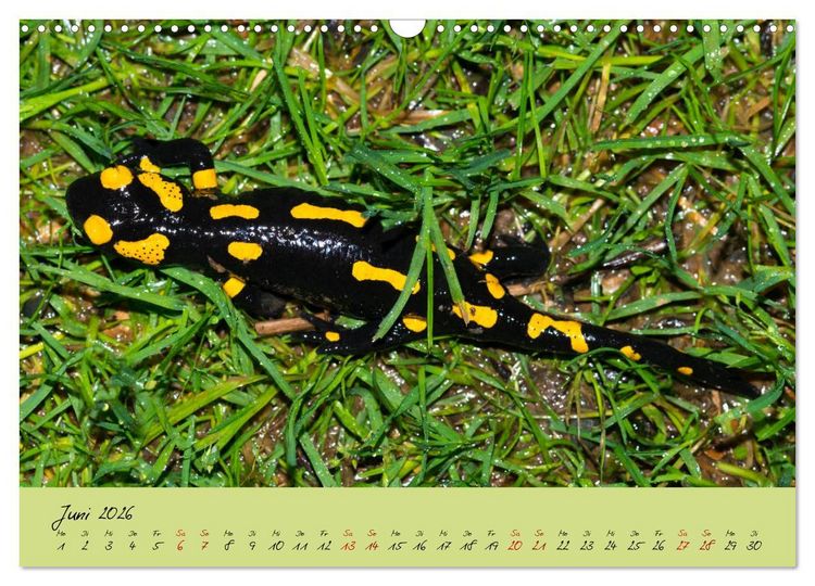 Produktbild: Feuersalamander - Liebenswerte Heimlichtuer (Wandkalender 2026 DIN A3 quer), CALVENDO Monatskalender