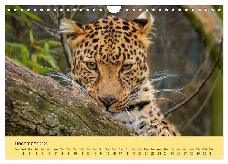 Produktbild: Just Big Cats (Wall Calendar 2026 DIN A4 landscape), CALVENDO 12 Month Wall Calendar