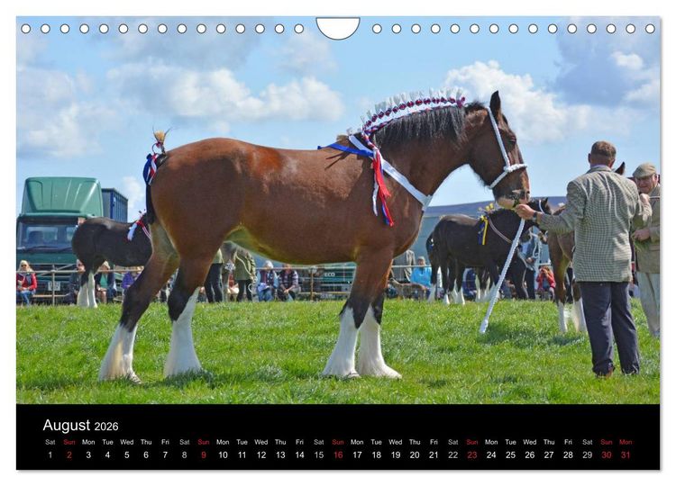 Produktbild: BIG BOLD AND BEAUTIFUL (Wall Calendar 2026 DIN A4 landscape), CALVENDO 12 Month Wall Calendar