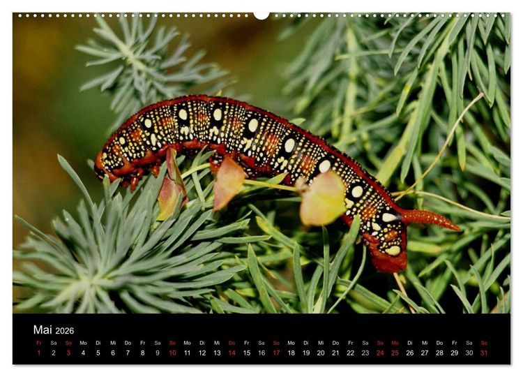 Produktbild: Faszination Schmetterlingsraupen (hochwertiger Premium Wandkalender 2026 DIN A2 quer), Kunstdruck in Hochglanz